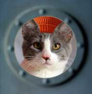 Captain Zissou